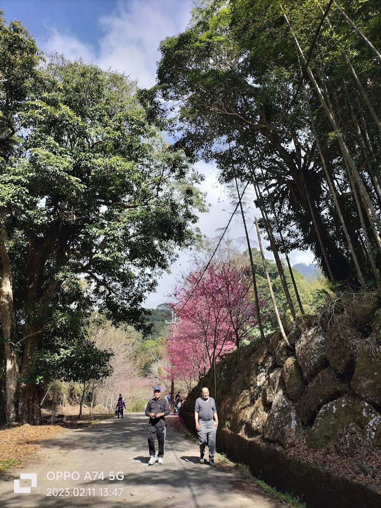 草嶺鄉間道路與櫻花樹風景