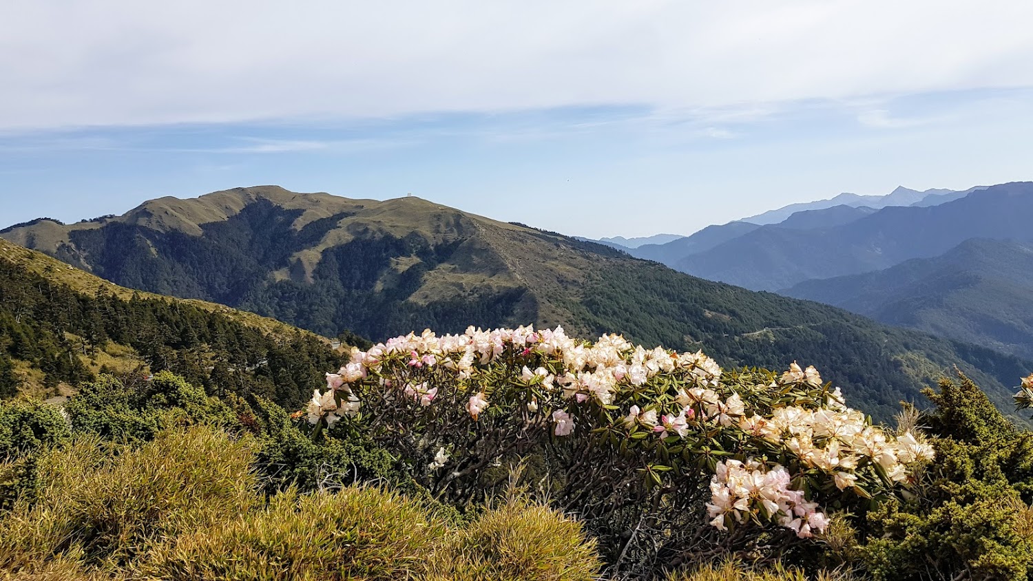 這張圖片中有盛開的粉白色杜鵑花叢,背景是連綿群山和藍天,景色壯麗自然。圖片上沒有浮水印。