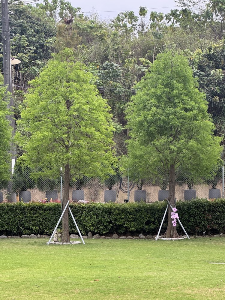 葉媽的莊園樹木與草地近景