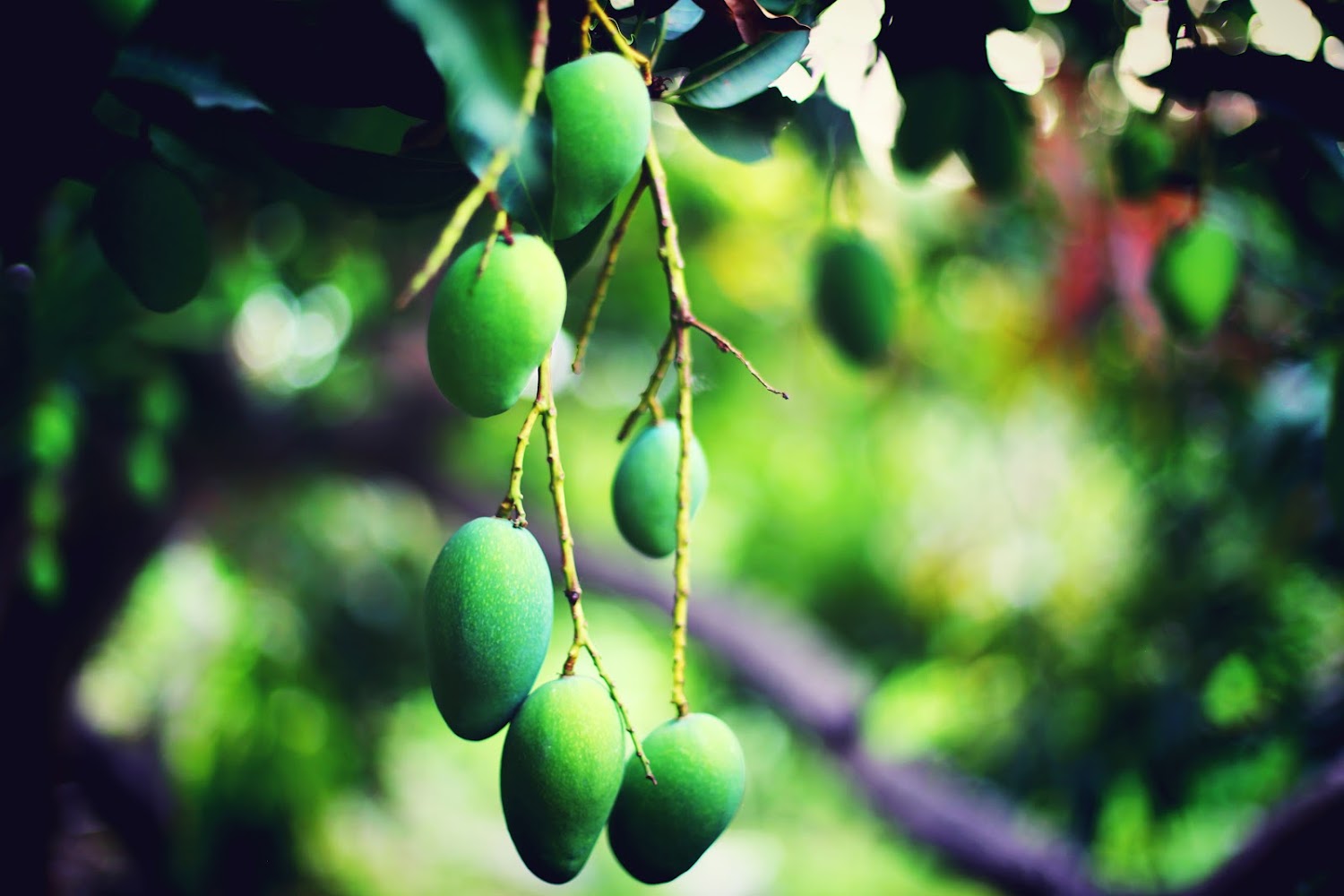 芒好 Mango Good 芒果樹掛果