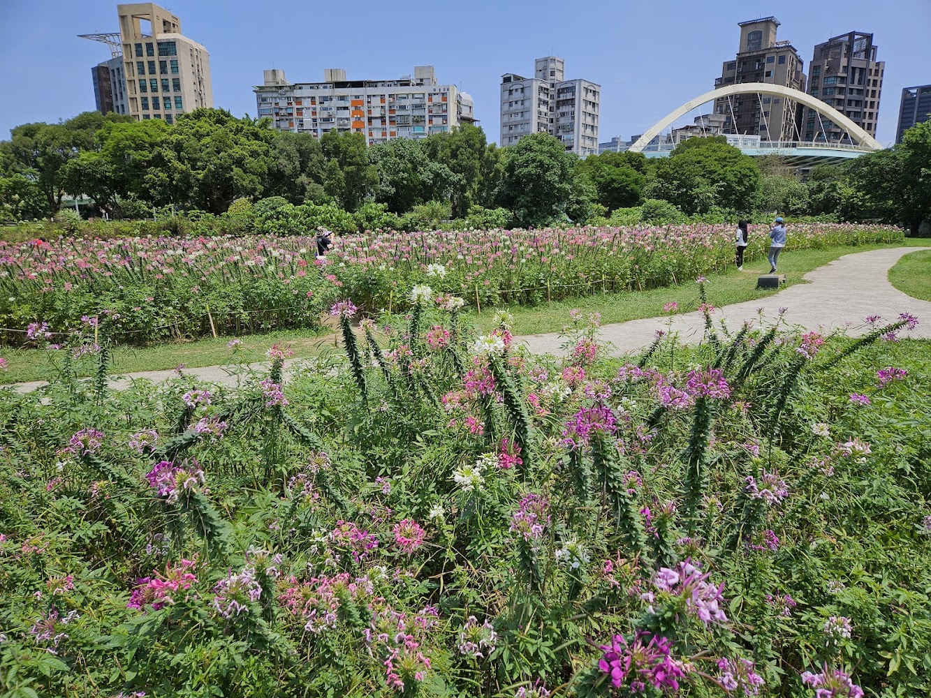 古亭河濱公園花海區大片粉紫色花田