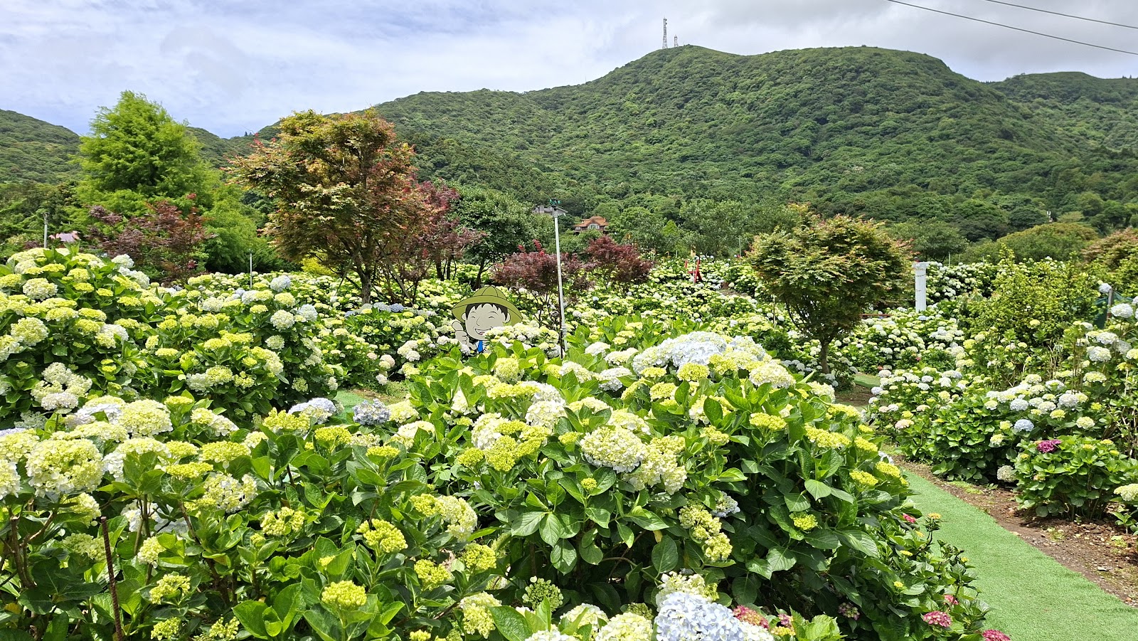 竹子湖繡球花園大景，多種顏色繡球花盛開，背景為青翠山景