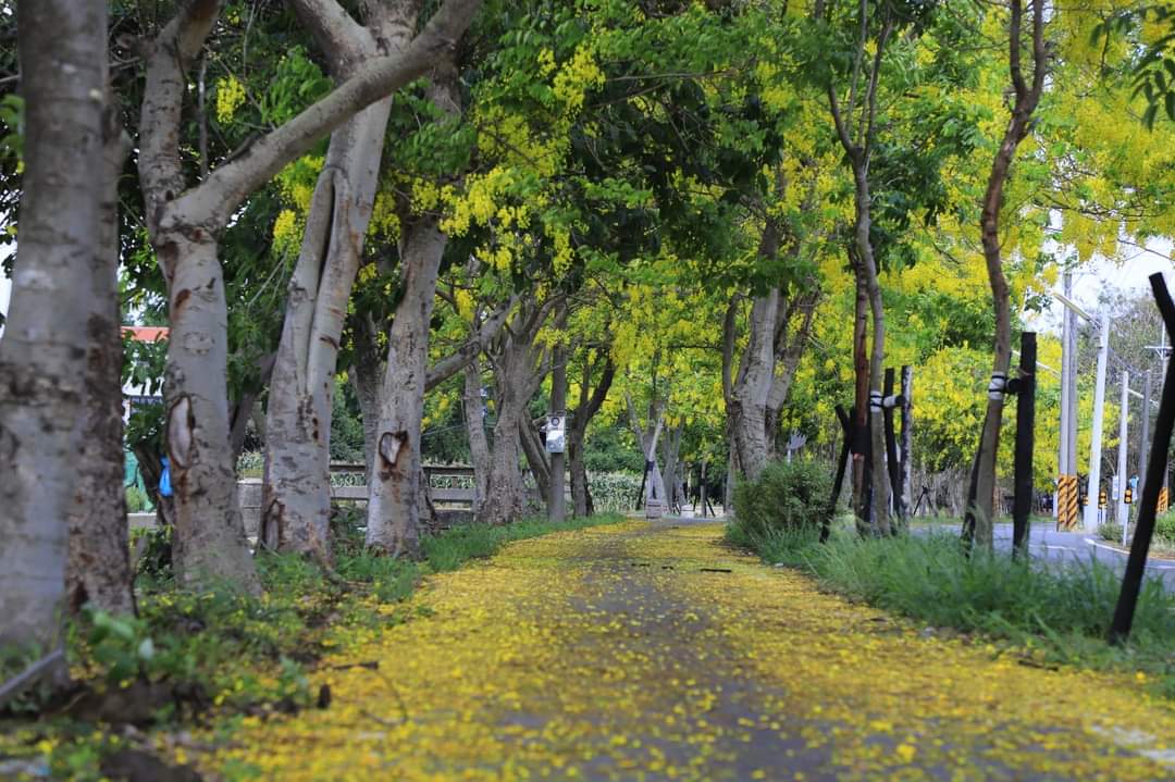 黃花步道與阿勃勒林蔭小徑