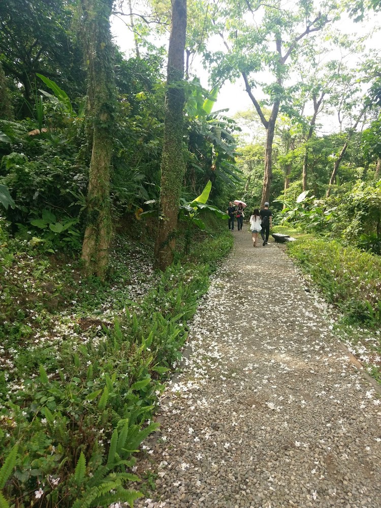 被樹木包圍的小徑與地面白色花瓣