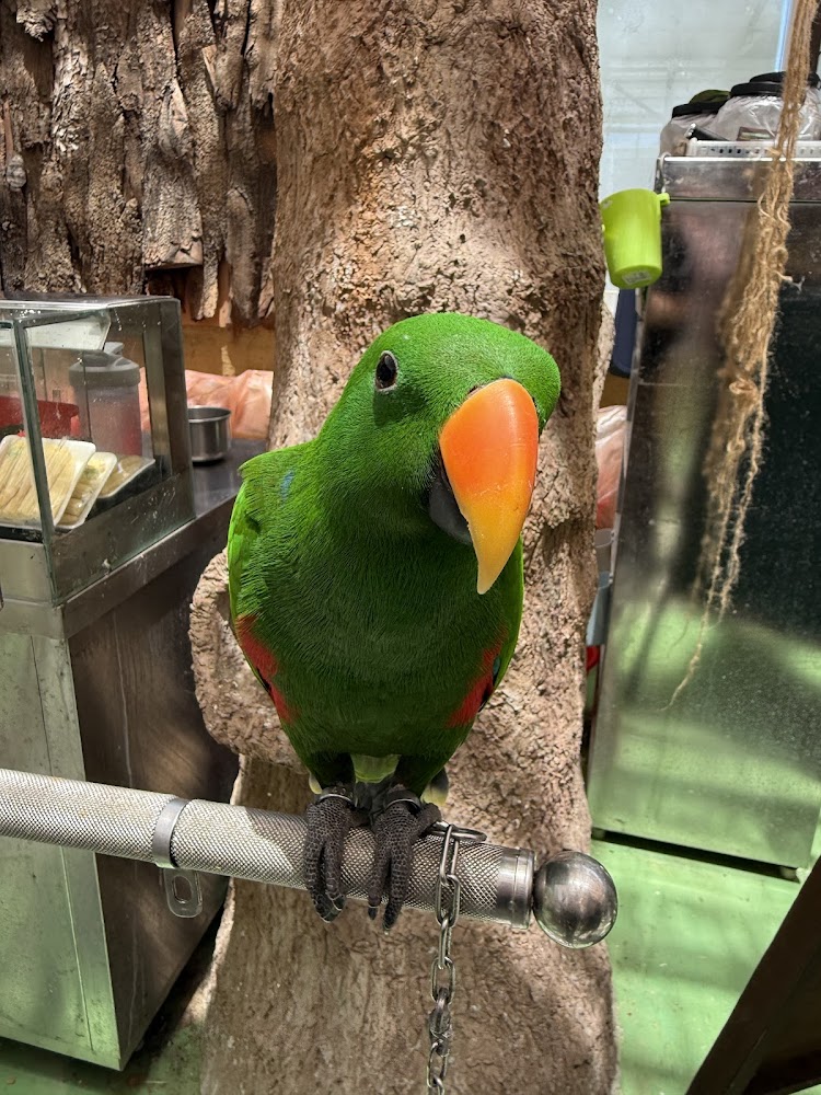 蘭陽動植物王國綠色鸚鵡