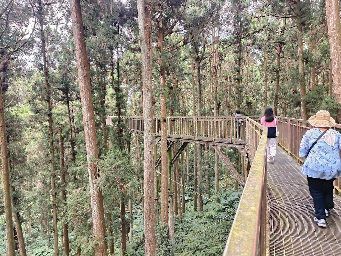 溪頭觀景步道高架木棧道