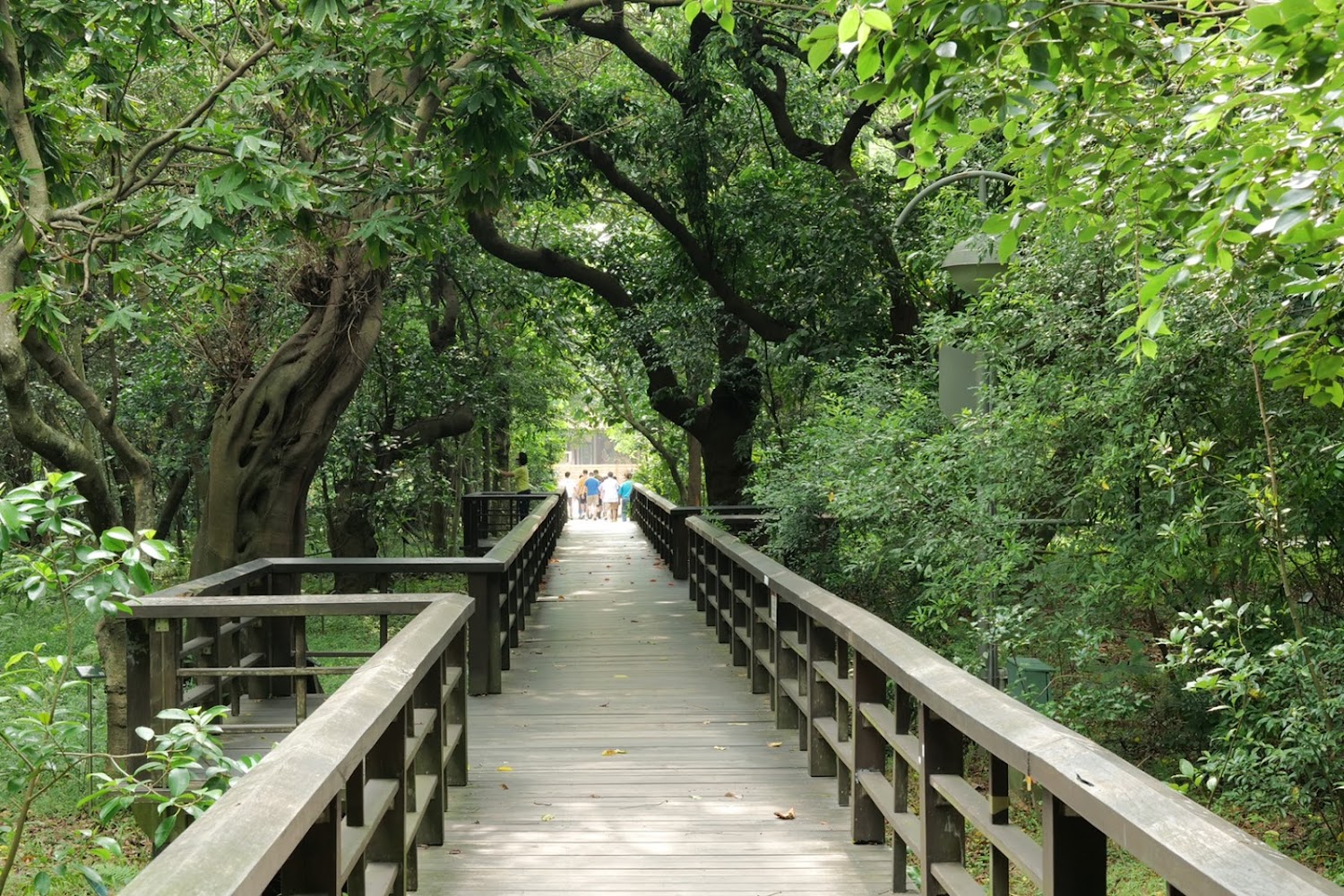 臺北植物園木棧道與林間步道