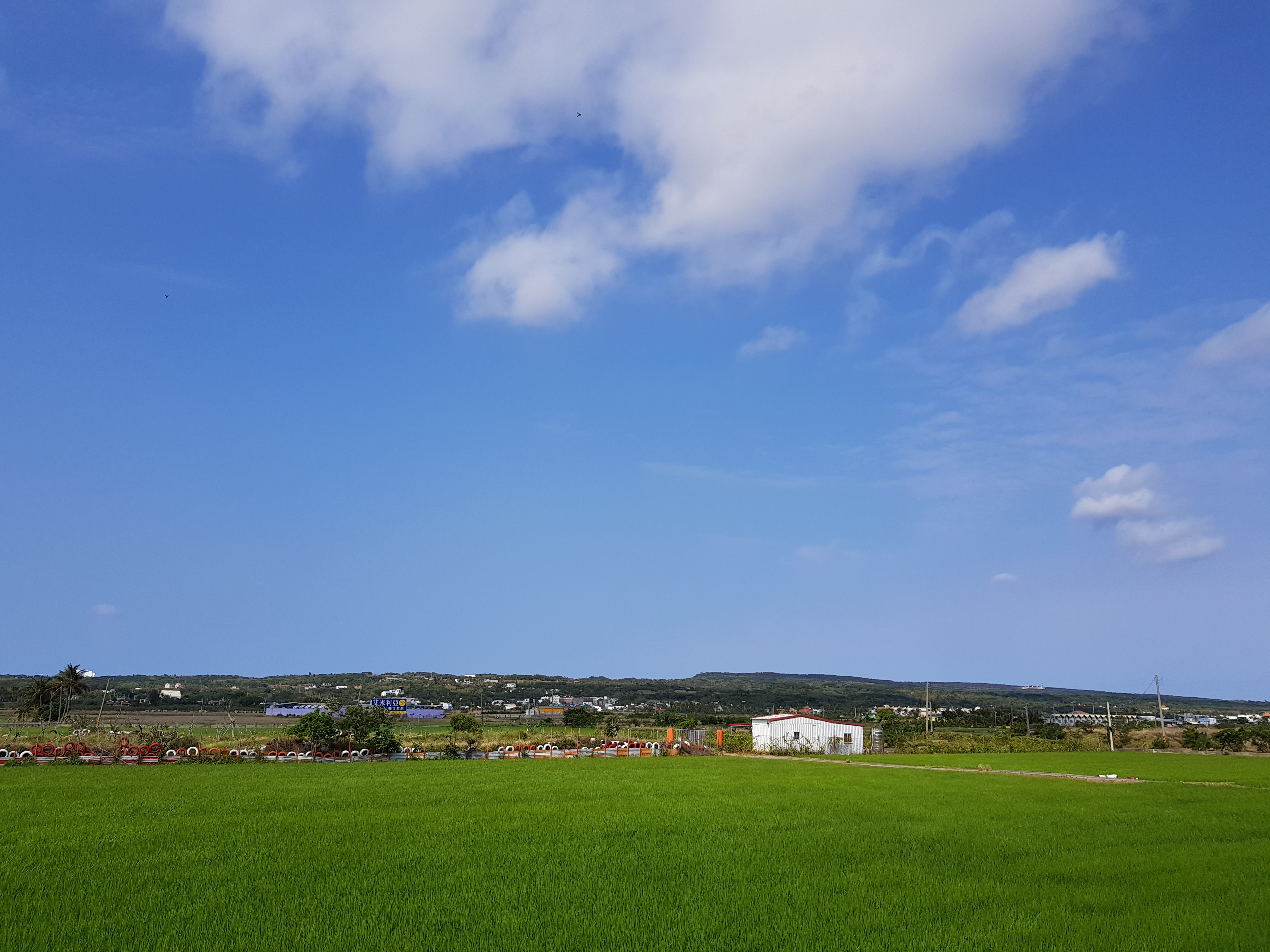 夏日休閒民宿周邊稻田景色