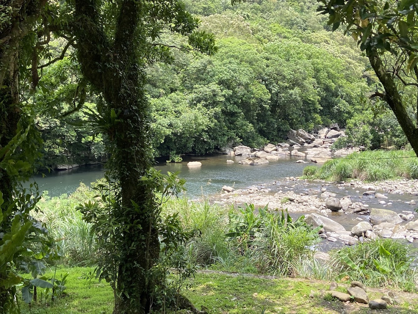 河岸石頭與森林包圍的溪流