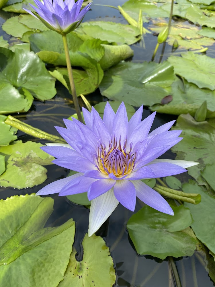 蓮緣蓮花園紫色睡蓮