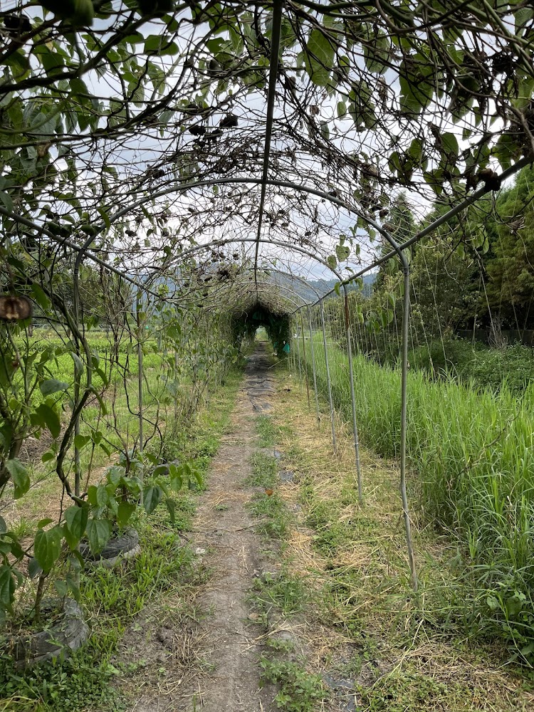 藤蔓覆蓋的小徑與農園景色