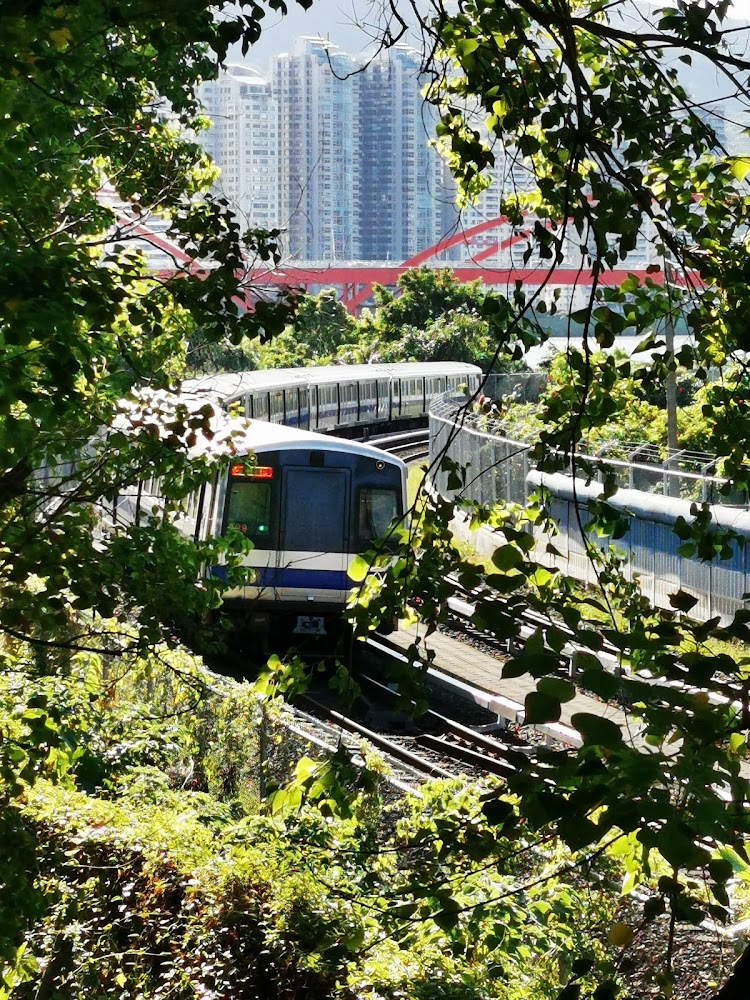 捷運行駛於綠樹與都市橋景之間