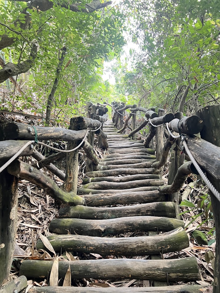 大坑八號登山步道原木階梯