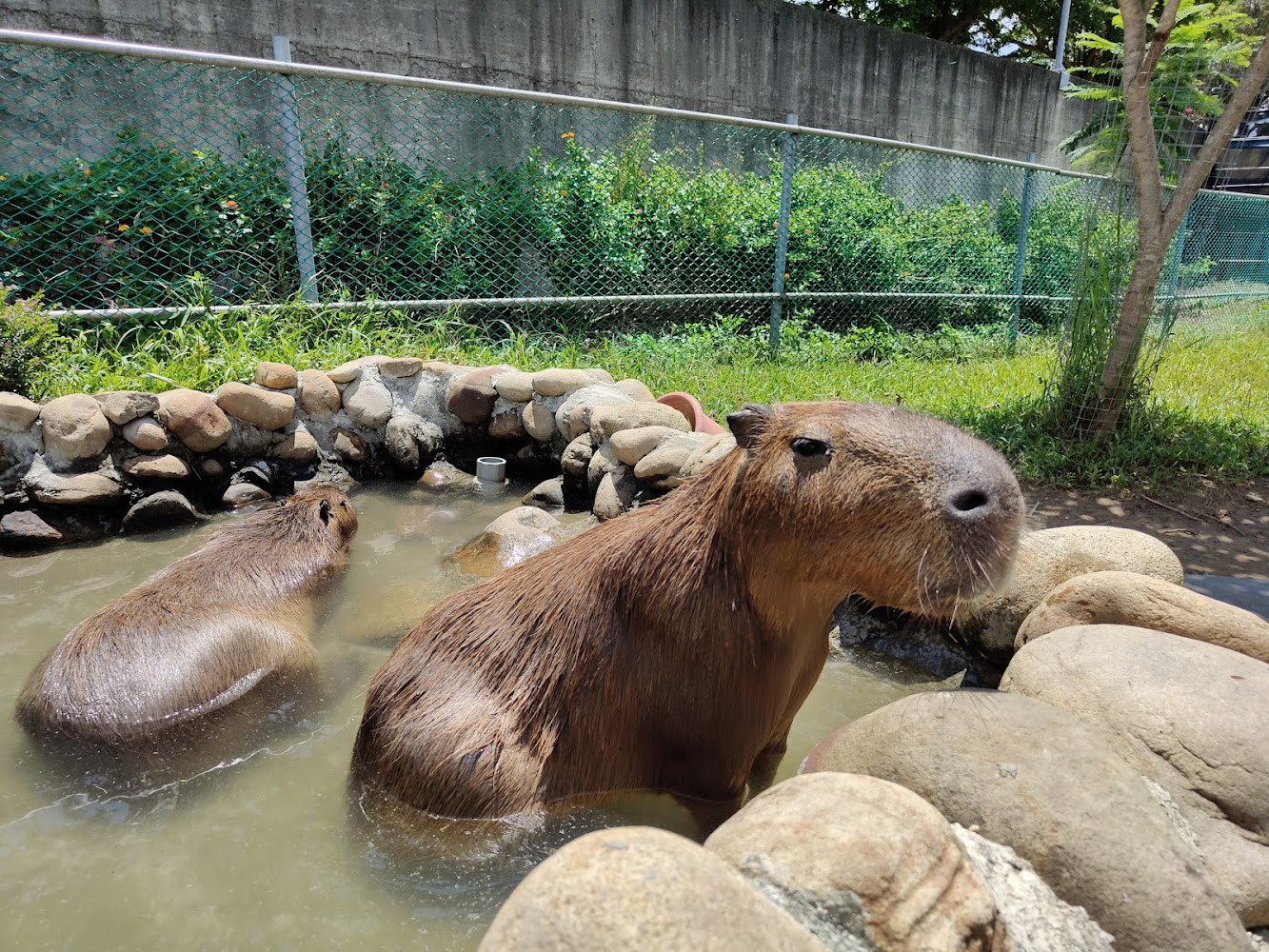 兩隻水豚在小池塘中泡水