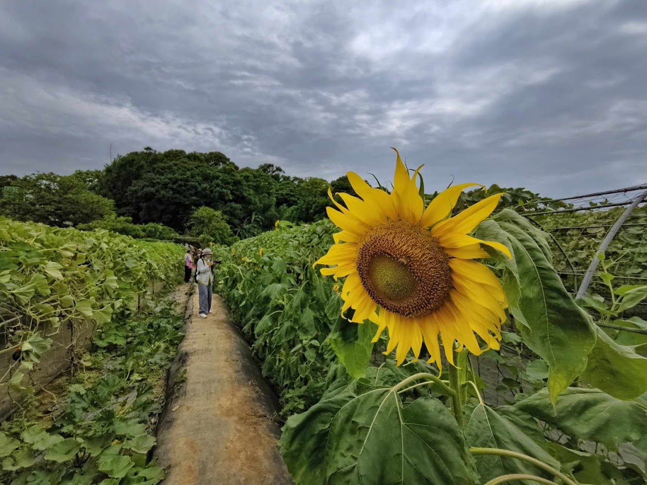 園區周邊綠意農田與向日葵