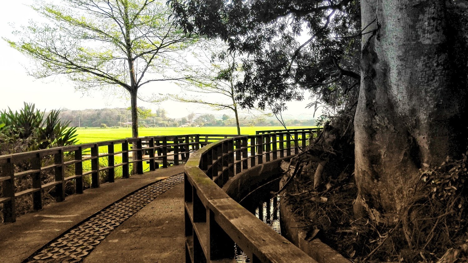 彎曲木棧道與綠意稻田景色