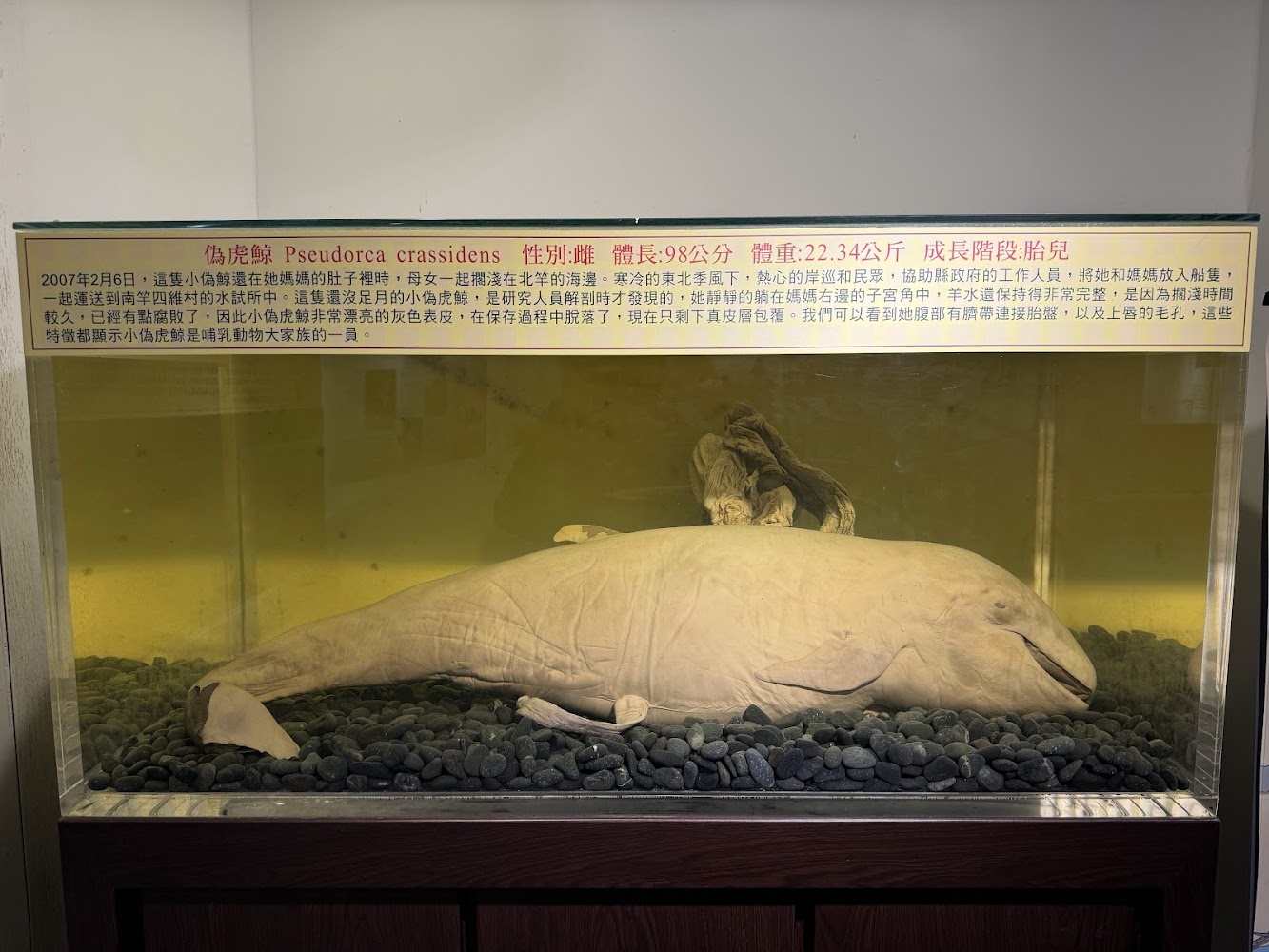 透明展示箱中的偽虎鯨胎兒標本