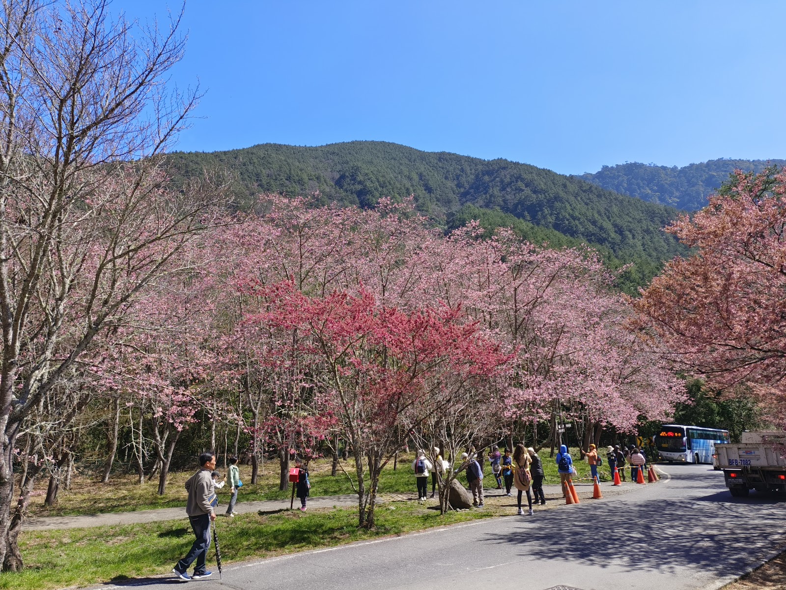 武陵農場入口步道，遊客漫步其中感受高山氛圍