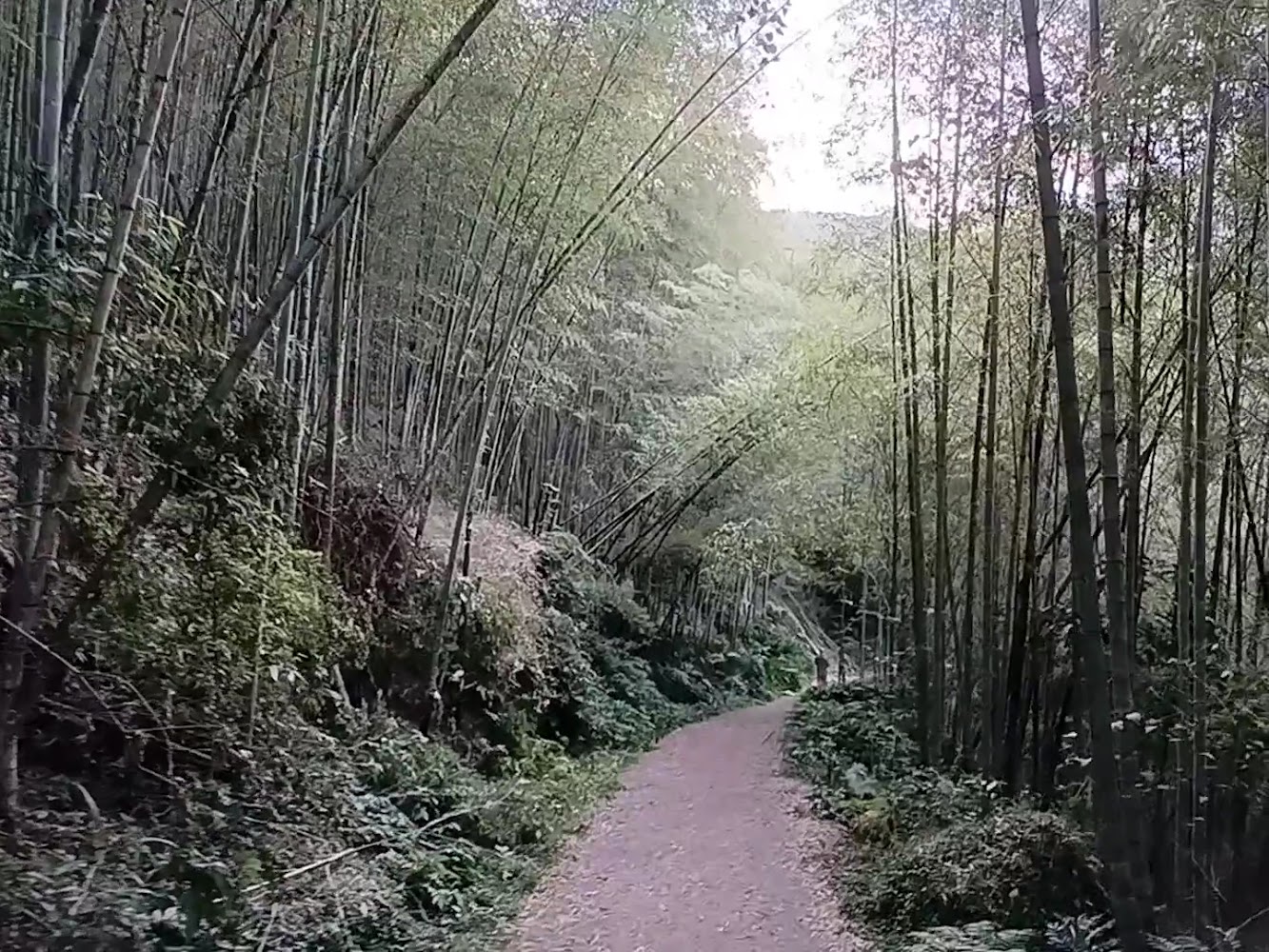 竹林秘境平緩小徑