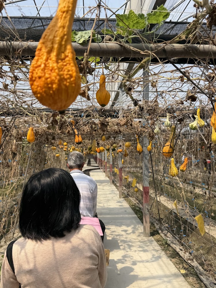 綠金蕃茄南瓜農場特殊長形瓜果步道