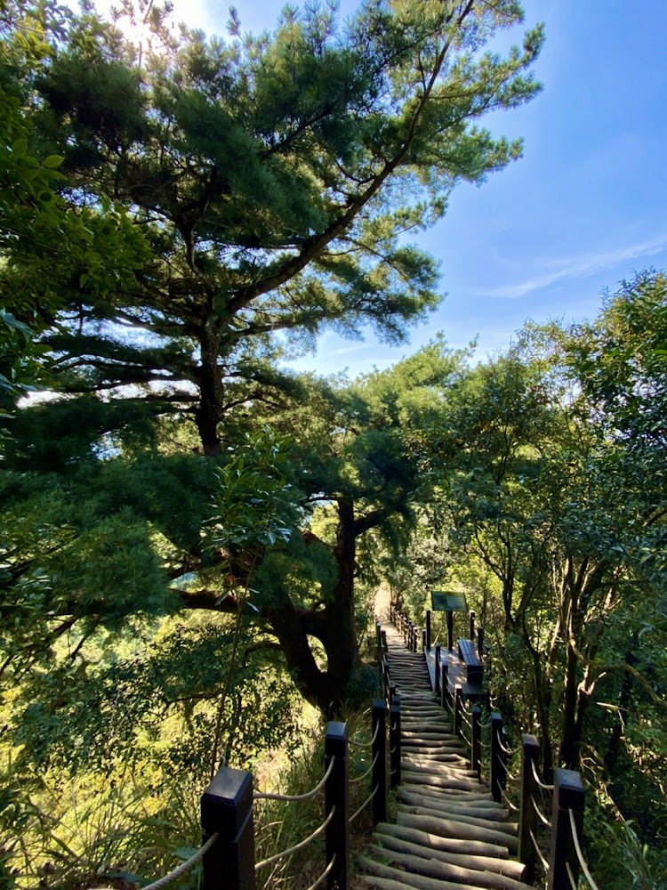 這張圖片主要展示了一條木製登山步道，兩旁被茂密的綠樹環繞，天空晴朗，陽光穿透樹葉，整體呈現自然寧靜的森林景緻。