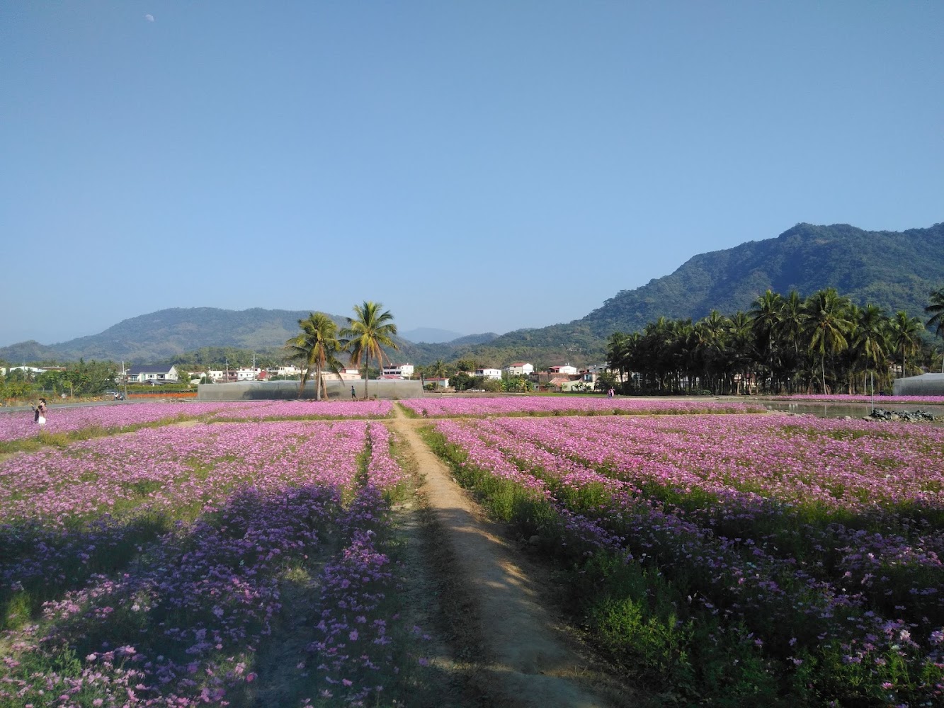 盛開的粉紅色花田,遠方有棕櫚樹、村莊及山脈