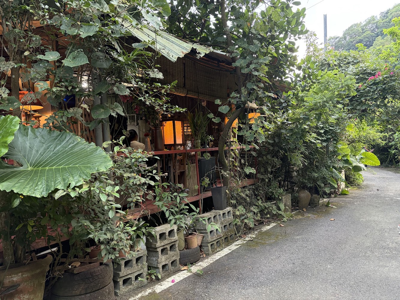 被大量綠色植物包圍的木造小屋