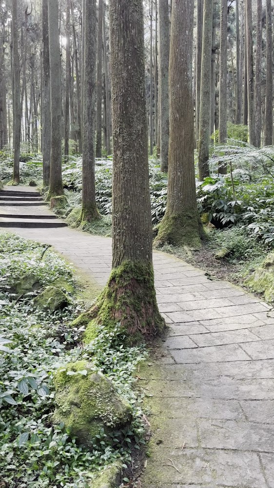 溪頭觀景步道森林石板路