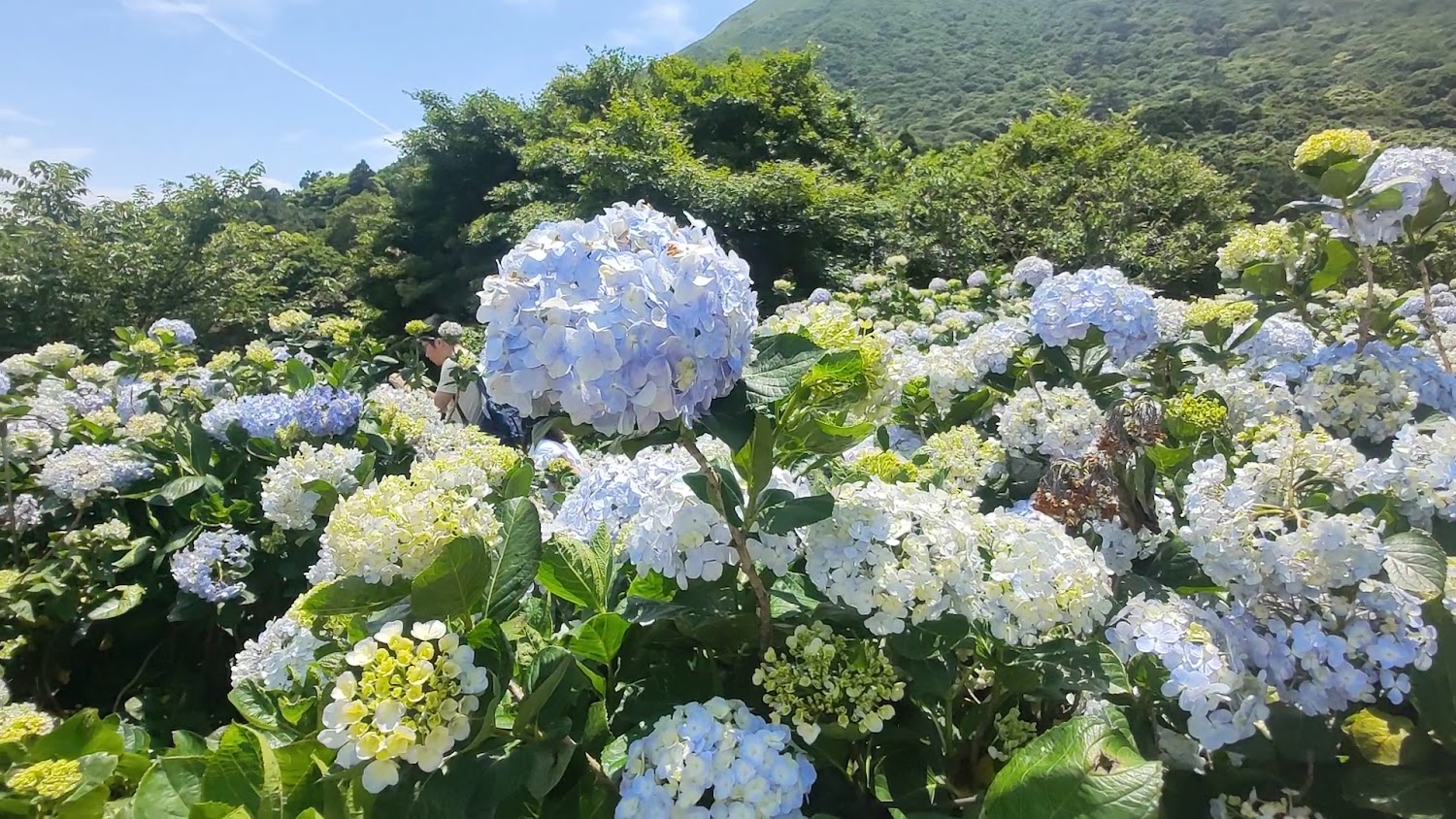 滿山遍野的藍白色繡球花