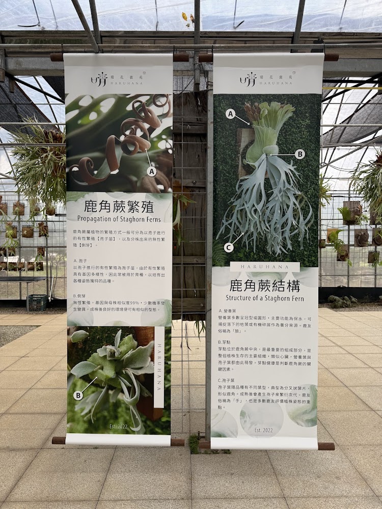 鹿角蕨繁殖與結構的介紹布條