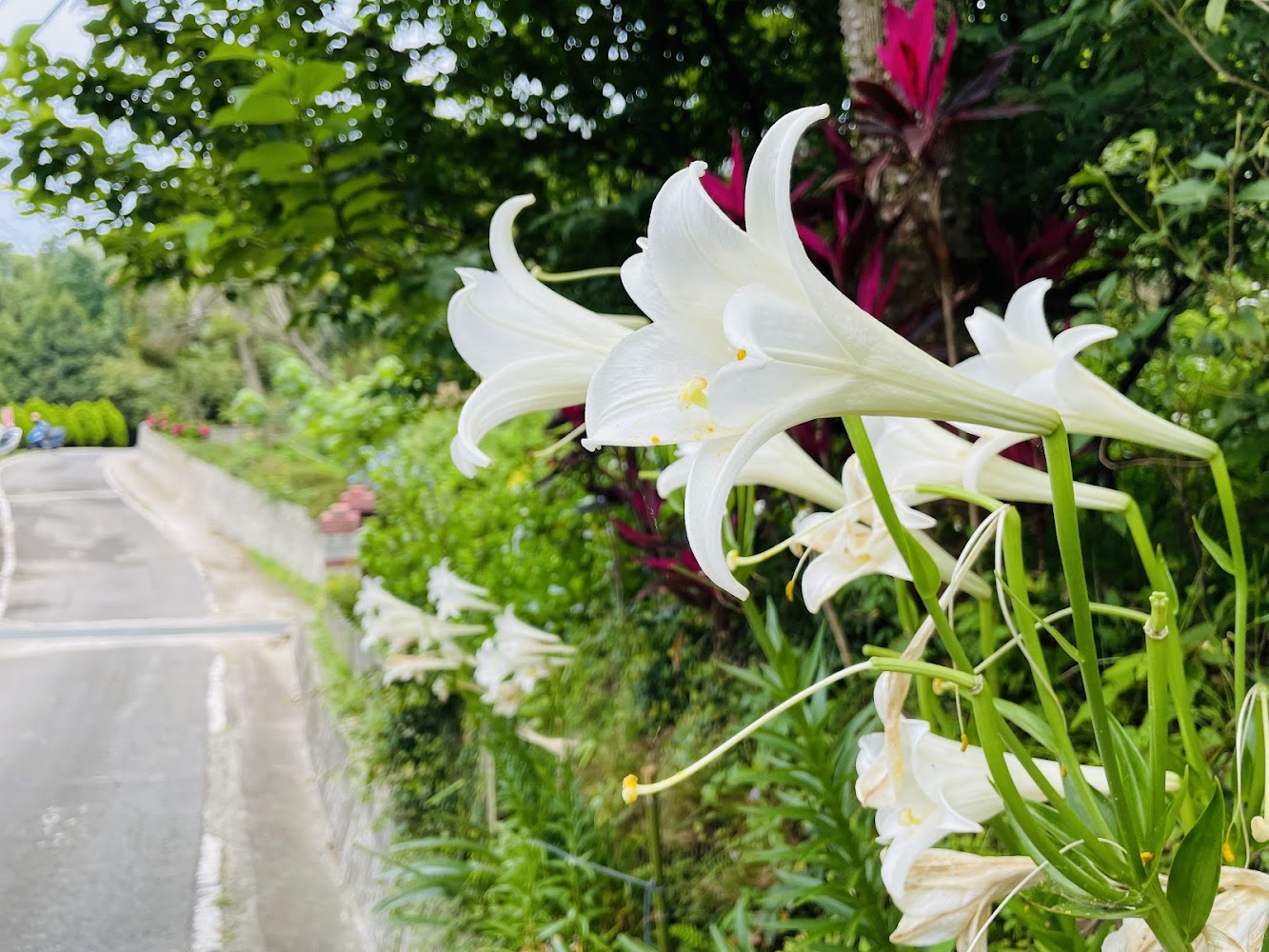 道路旁盛開的白色百合花與山區綠意