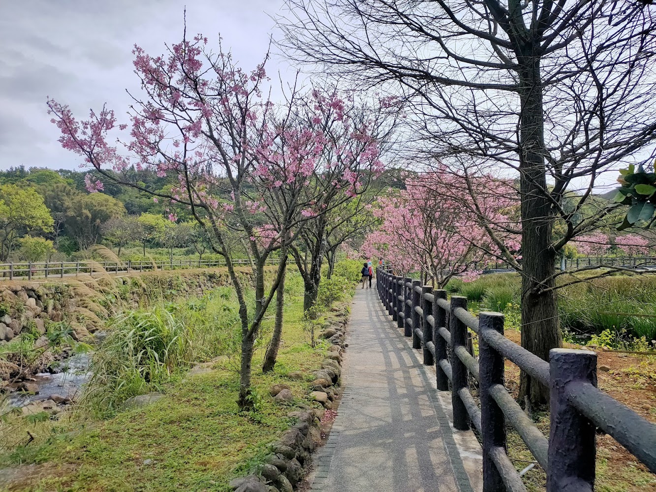 三生步道櫻花步道景色