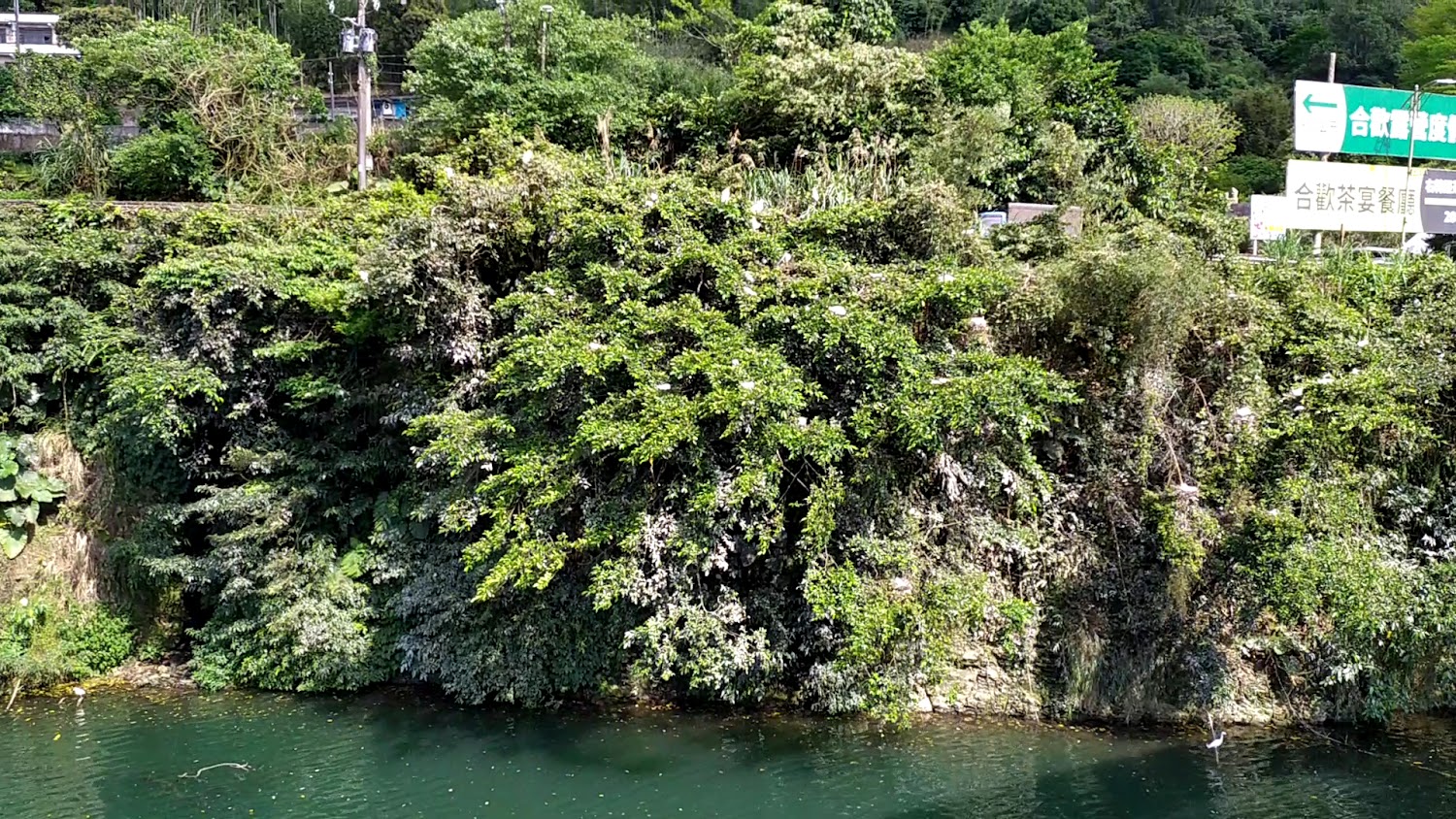 坪林拱橋旁北勢溪與樹林景觀