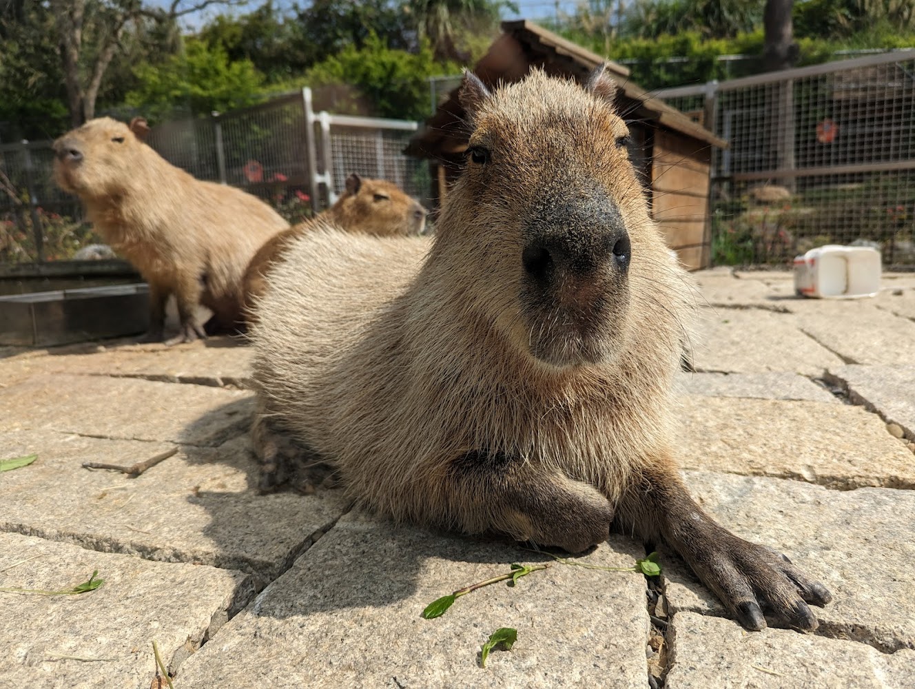 蘇家莊園水豚動物互動區