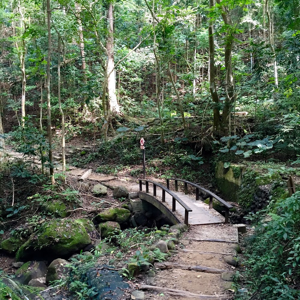 雙溪熱帶樹木園森林木橋與溪流