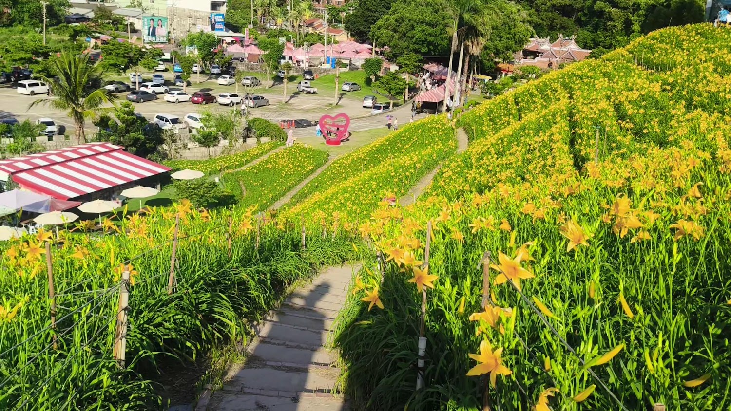 虎山巖金針花海山坡
