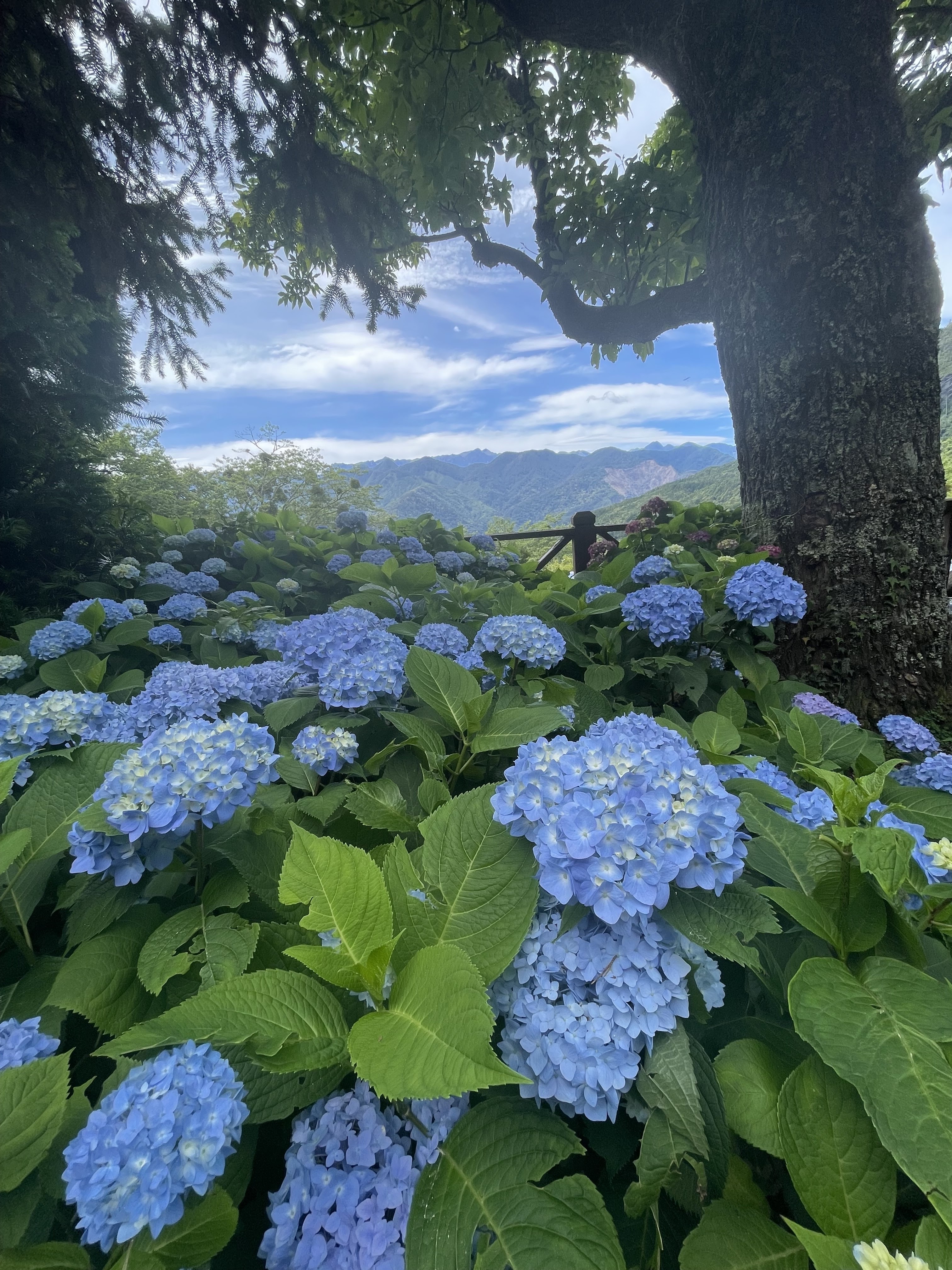 藍色繡球花與大樹山景藍天
