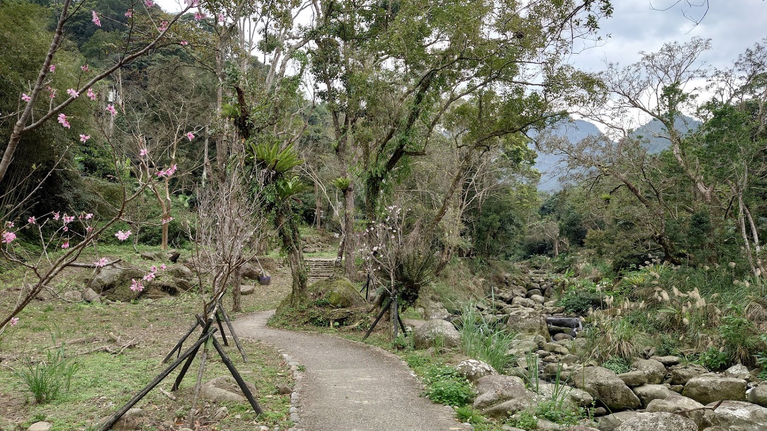 步道旁櫻花與溪流景觀