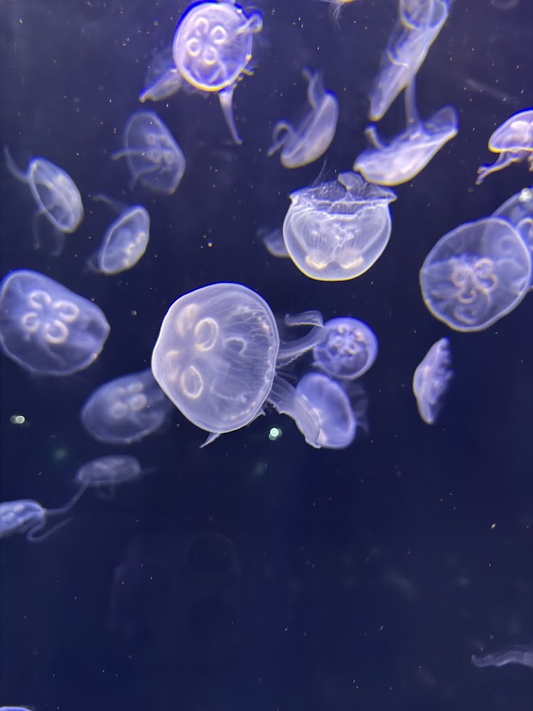 多隻透明水母在深色水域中悠游，畫面夢幻