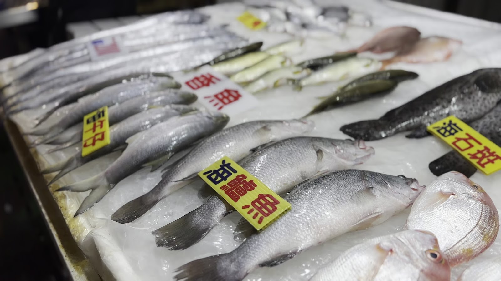 布袋漁港現撈鮮魚排列在冰台上，鱸魚石斑種類繁多