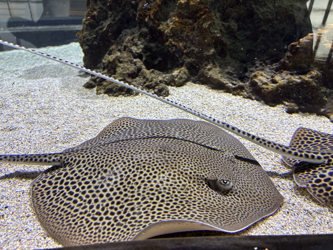 黑色斑點魟魚趴在沙底