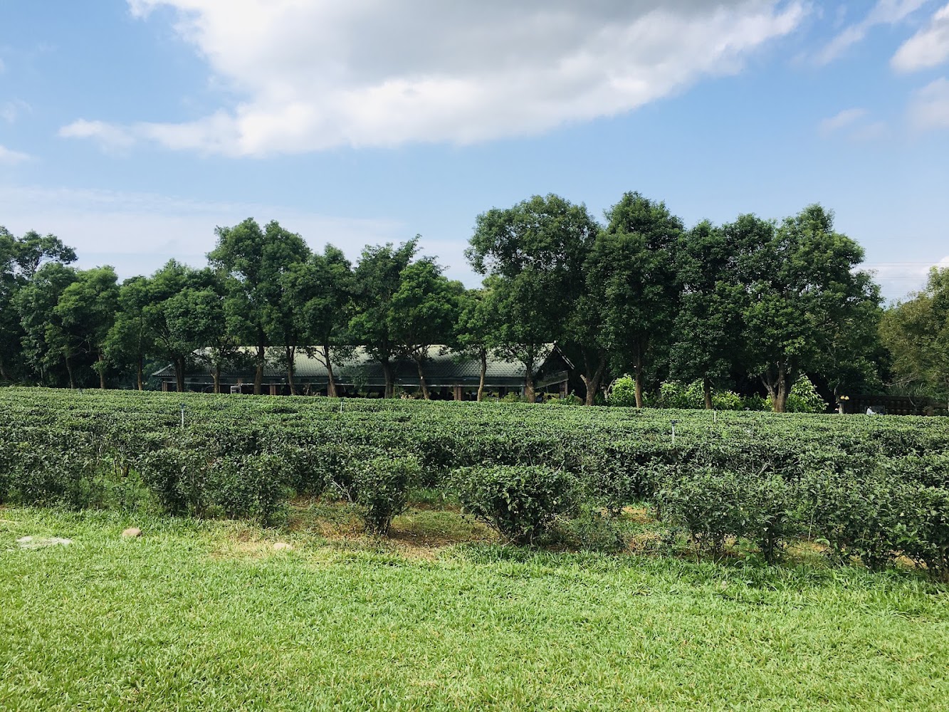 文山農場茶園整齊排列與晴朗藍天
