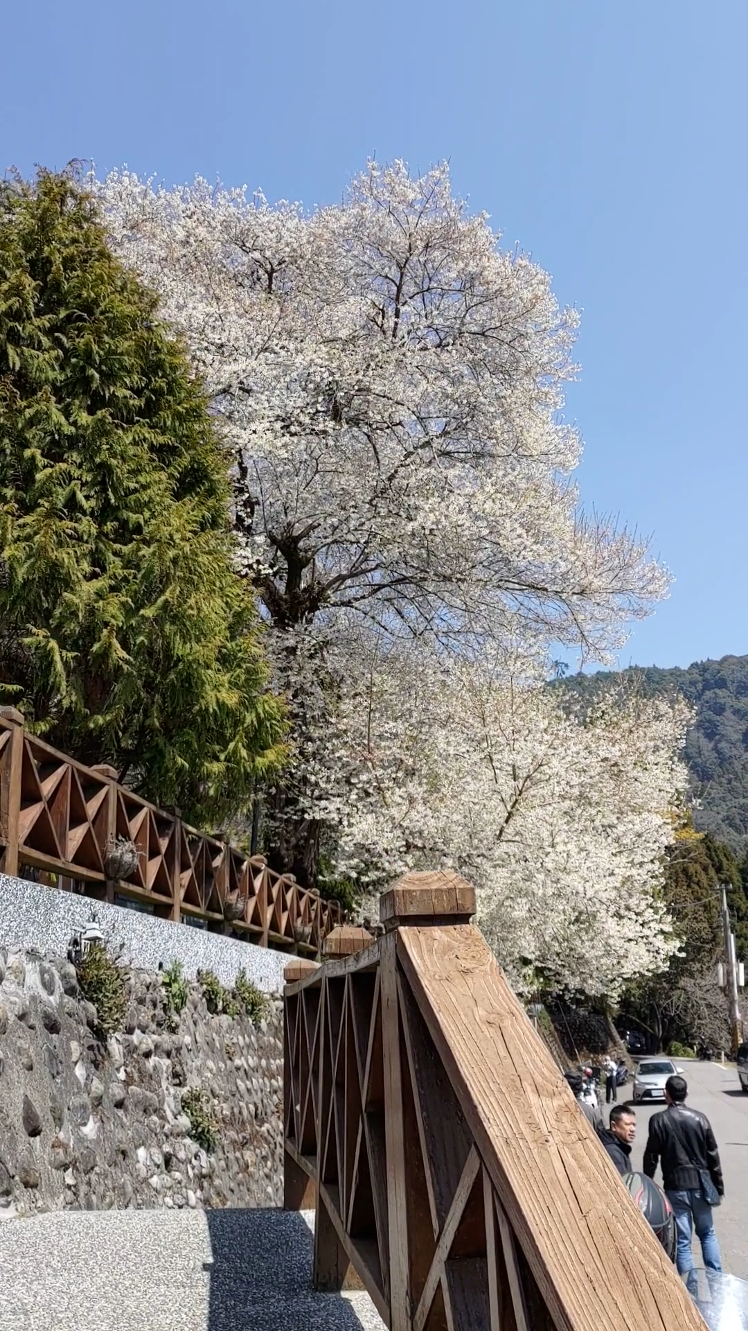 白色櫻花盛開的霧社櫻王與周邊步道景觀