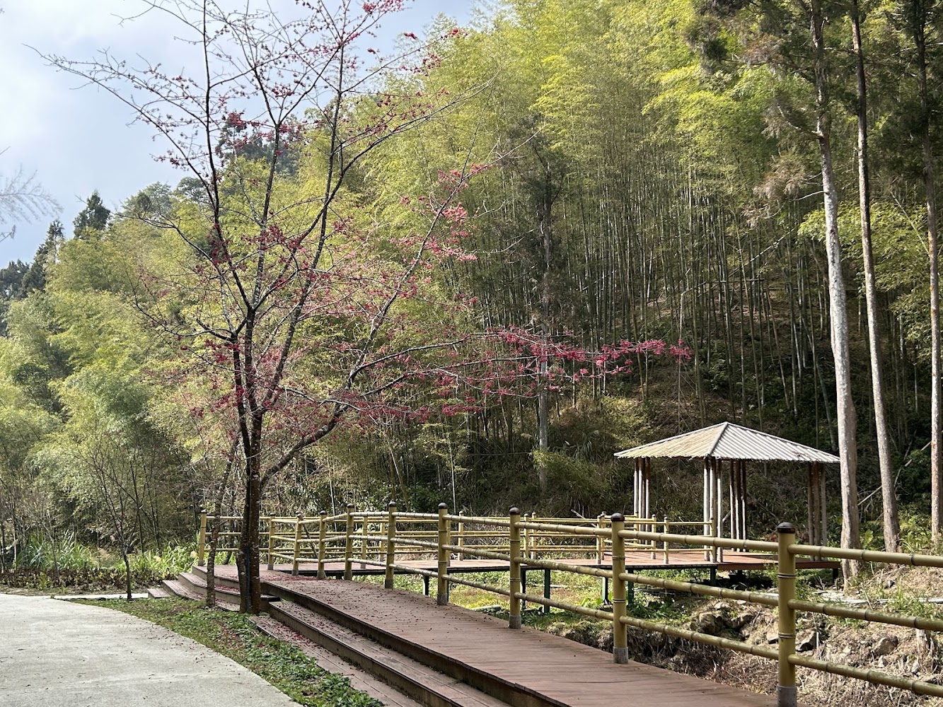 草嶺石壁森林療癒園區木棧道與櫻花