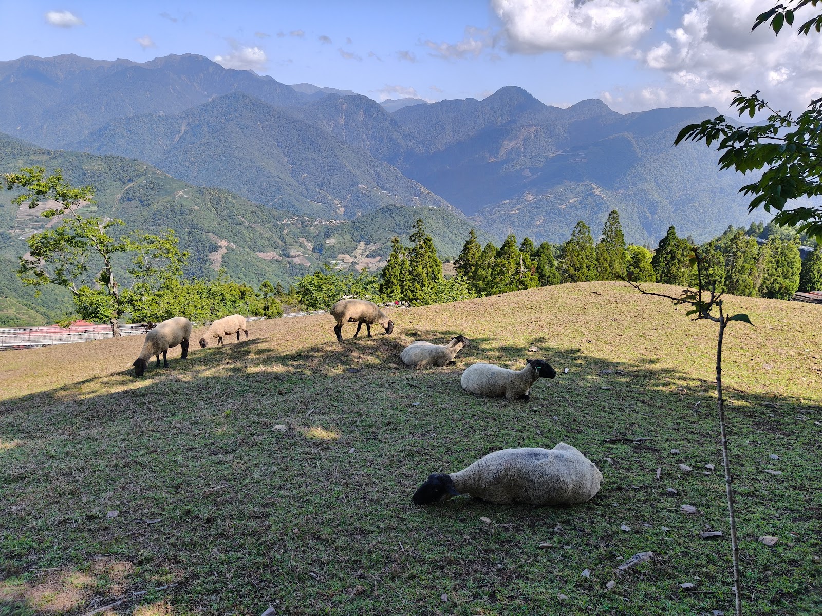 清境農場黑臉綿羊在山坡休憩遠眺山景