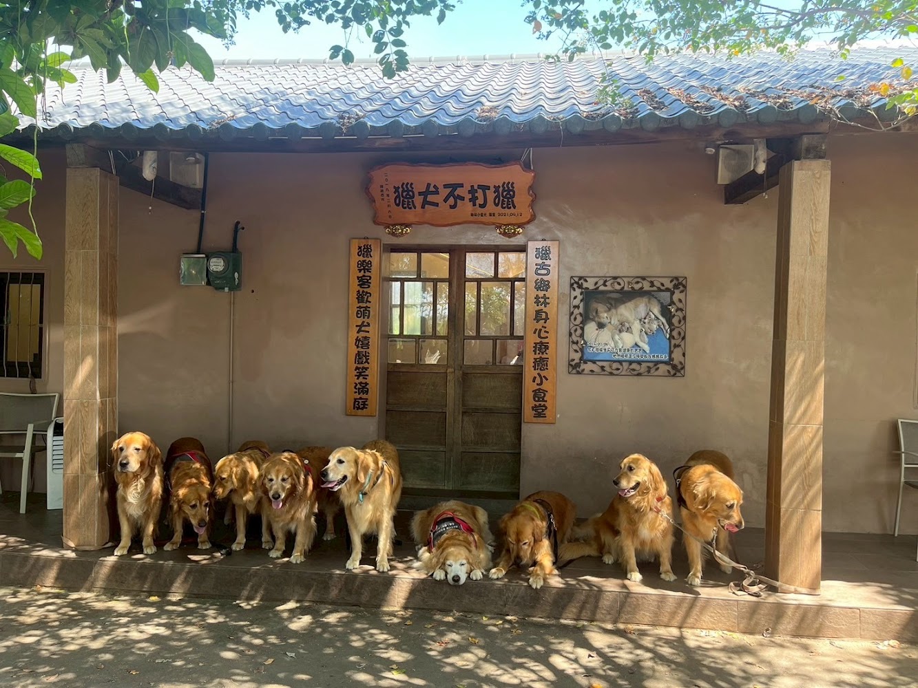 獵犬不打獵鄉林小食光門前排排坐的金毛尋回犬
