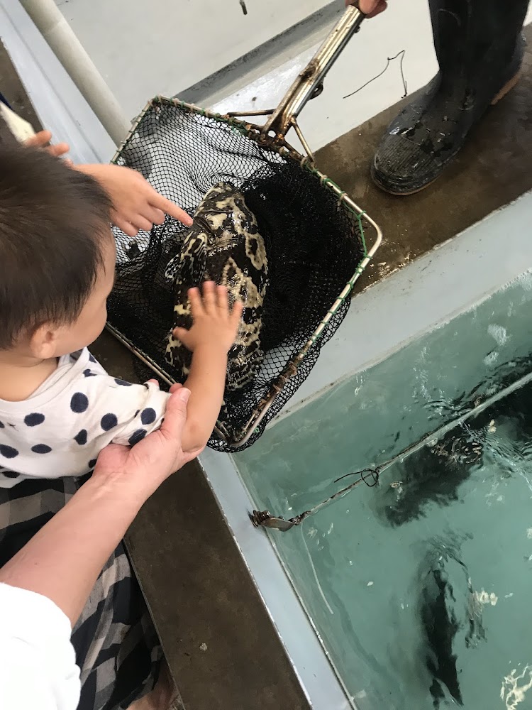 小朋友近距離接觸大魚體驗