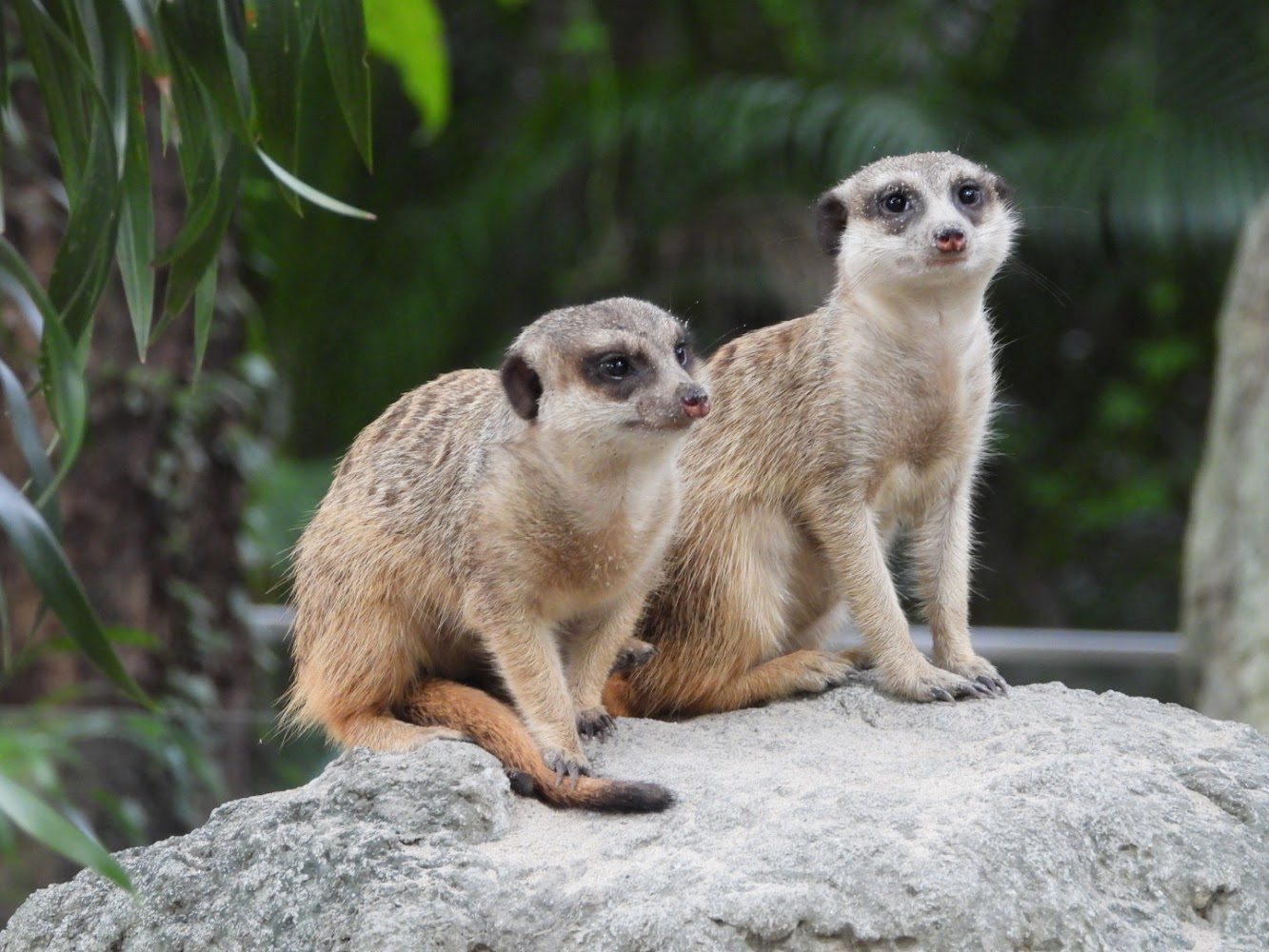 兒童動物區狐獴站在石頭上