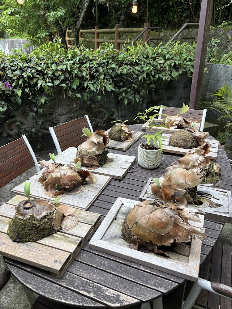 野人花園桌上擺滿小型蕨類植物作品，氛圍自然清新