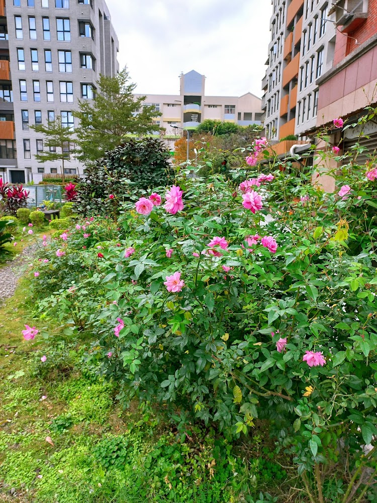 都市花園粉紅花卉與高樓環繞景色